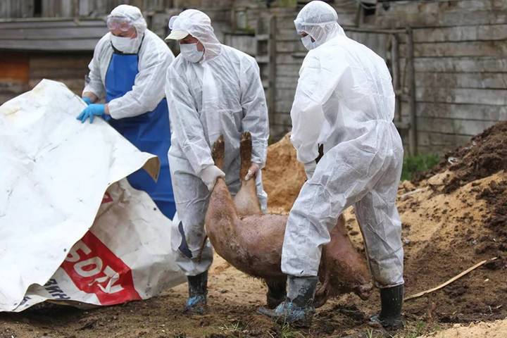 Ярославские ветеринары из-за чумы уничтожили 827 свиней