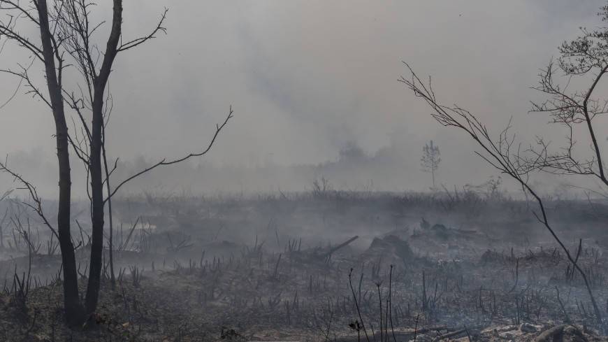 В Вологодской области потушили все лесные пожары
