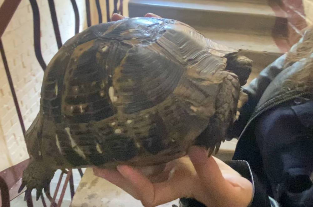 В Петербурге пресекли продажу краснокнижной черепахи через интернет