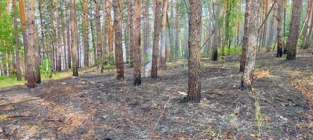 Из-за неосторожного обращения с огнём в регионе произошло 43 лесных пожара