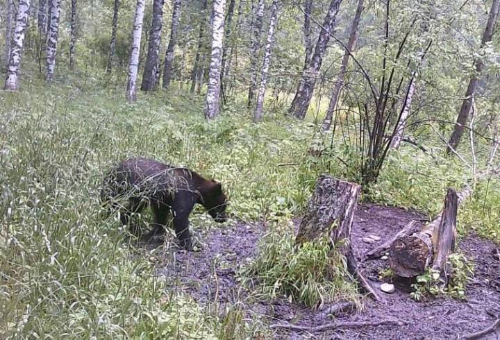 Задрал: под Новосибирском медведь убил корову в ста метрах от села