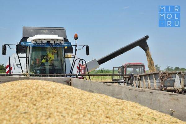 Аграрии Дагестана на 3% увеличили урожай зерновых культур