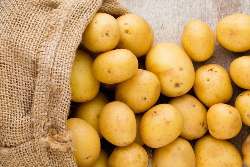 Огородникам Тверской области рассказали, как сохранить картофель зимой