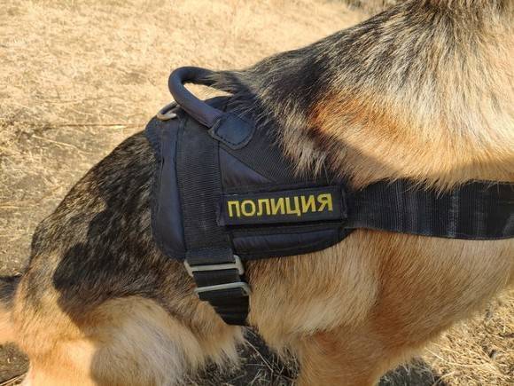 Петербургский служебный пес удостоился итальянской премии «Собачья верность»