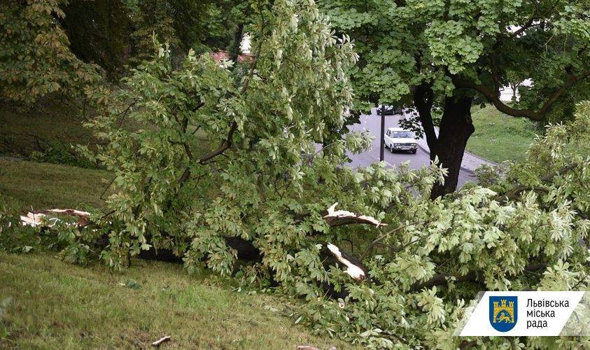 Львов атаковала непогода: мощный ветер валил деревья, а ливень затопил улицы