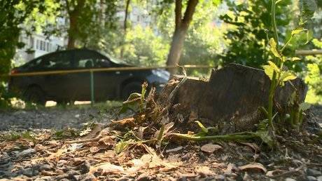 Пензячка пожаловалась на вырубку деревьев на улице Кижеватова