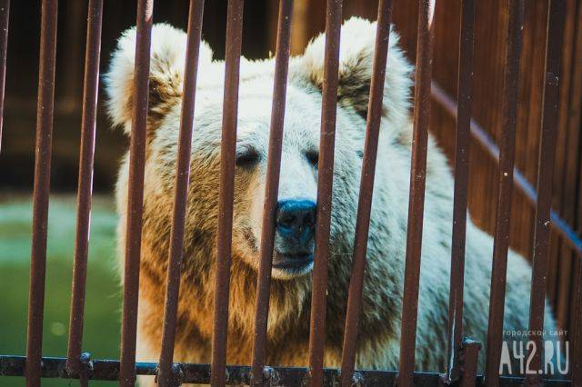 В Анжеро-Судженске медведь вышел к людям: комментарий властей