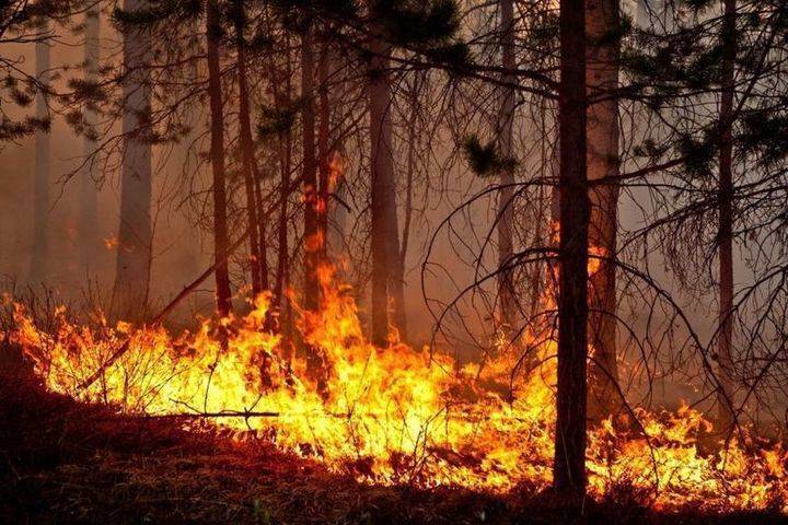 Площадь лесных пожаров в Башкирии уменьшилась до 158 гектаров