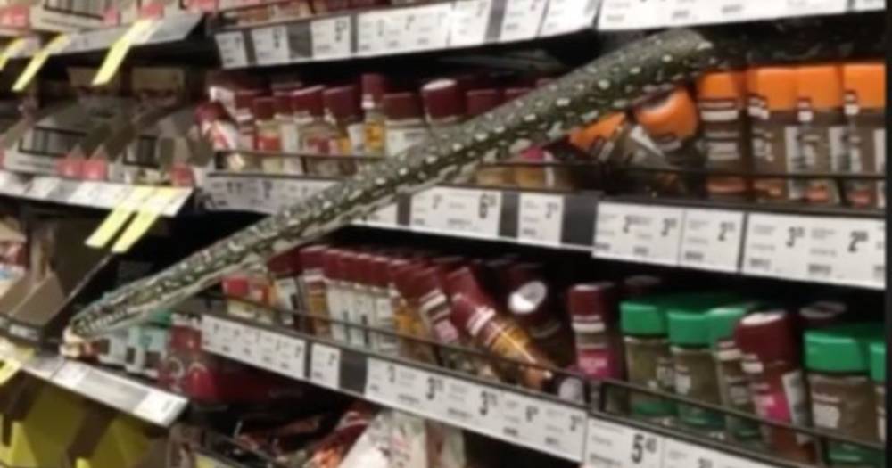 В супермаркете Сиднея 3-метровый питон вылез с полки со специями (видео)