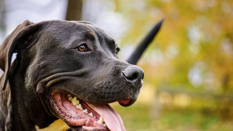 ЗакС Петербурга одобрил обязательную страховку для владельцев опасных собак