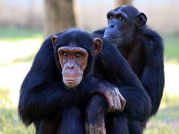 В итальянском зоопарке умер самый старый в Европе шимпанзе, не дожив год до 50-летия