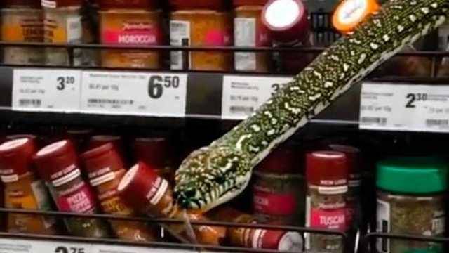 В Австралии змея вылезла с полки супермаркета: шокирующее видео
