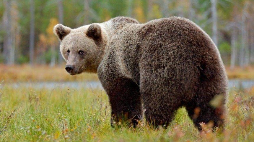 Медведь в поисках еды пришел в один из жилых кварталов Адлера