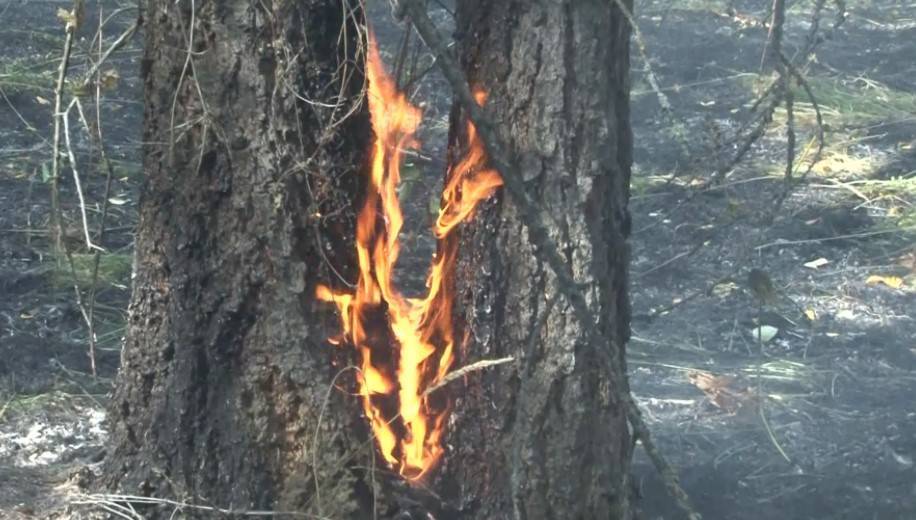 В Башкирии за сутки возникло 5 новых очагов лесных пожаров