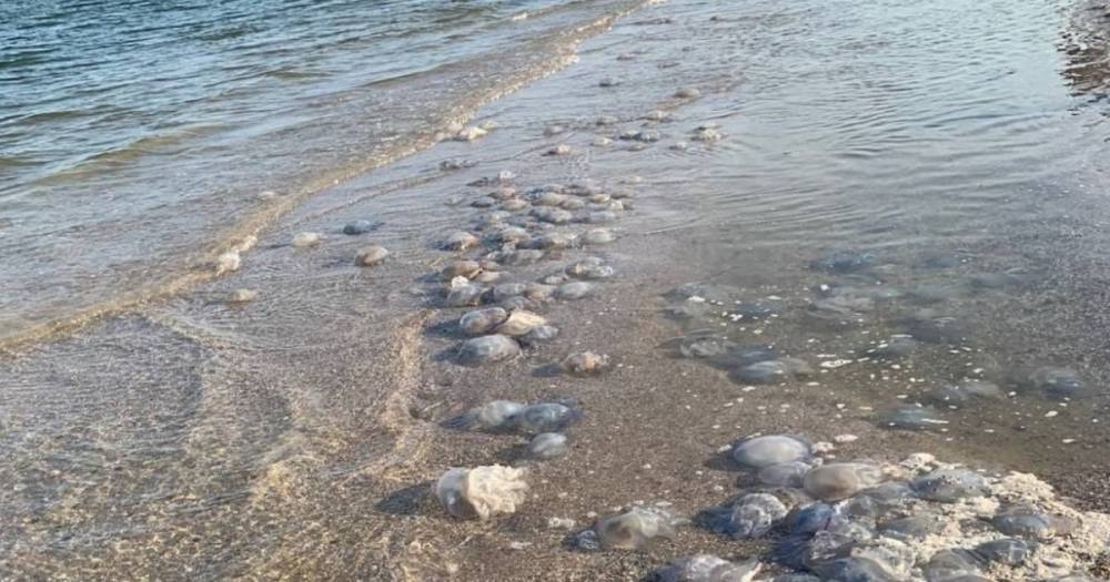 Количество медуз в Азовском море катастрофически увеличилось, — Минздрав