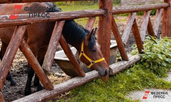 В Приамурье водитель на полном ходу врезался в лошадей