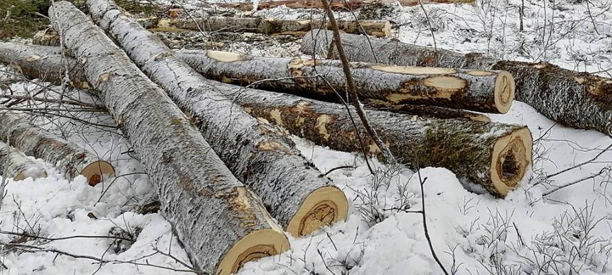 В Карелии будут судить начальника лесничества за взятку в 35 тысяч рублей от «черных лесорубов»