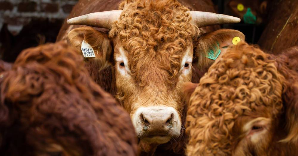 В Испании отменили корриду из-за кличек быков