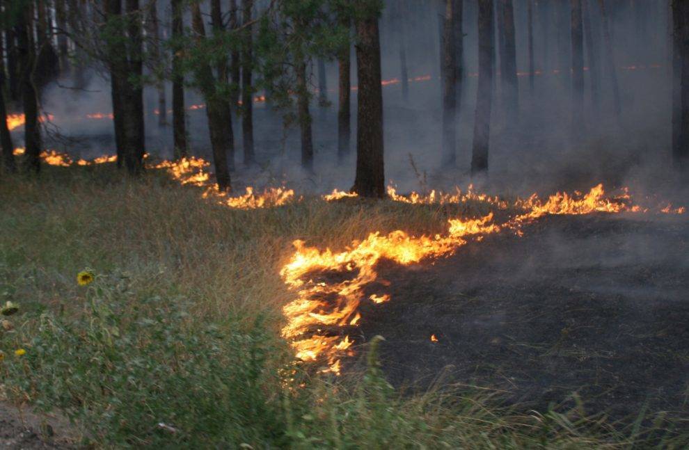 За сутки в Удмуртии произошло сразу два лесных пожара