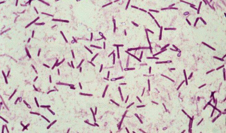 10 самых опасных бактерий в мире