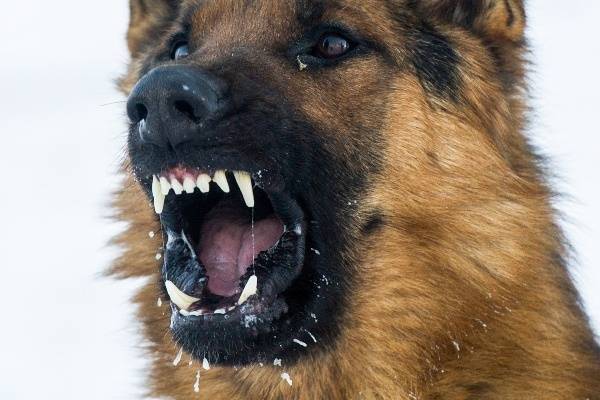 Кинологи выступили против обязательного страхования ответственности для владельцев опасных собак