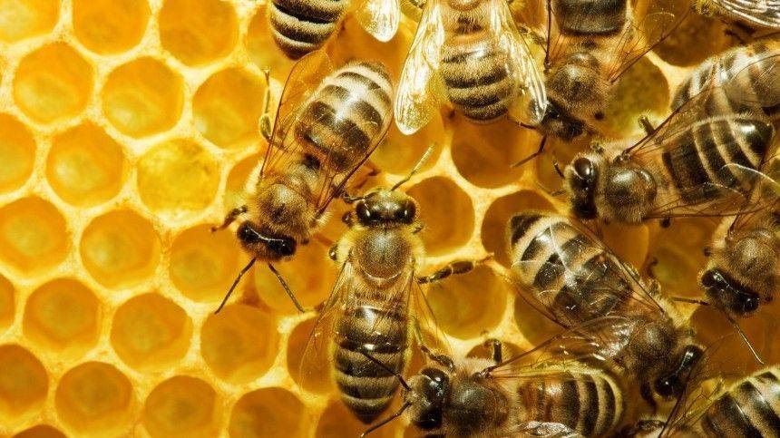 Пользователи сети обсуждают оригинальный способ медитации с пчелами