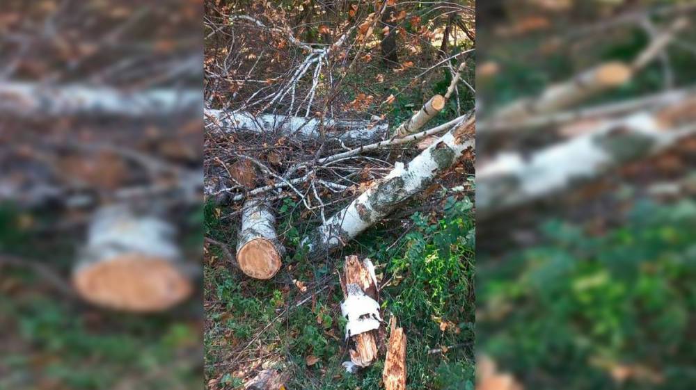 В воронежском лесопарке Оптимистов возобновили вырубку деревьев