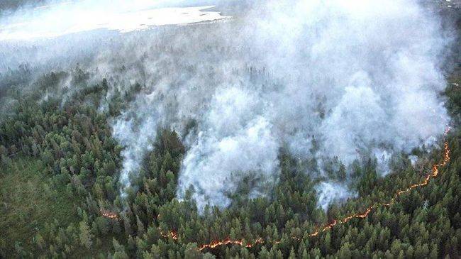 Площадь лесных пожаров в России за сутки выросла на 90 тысяч гектаров