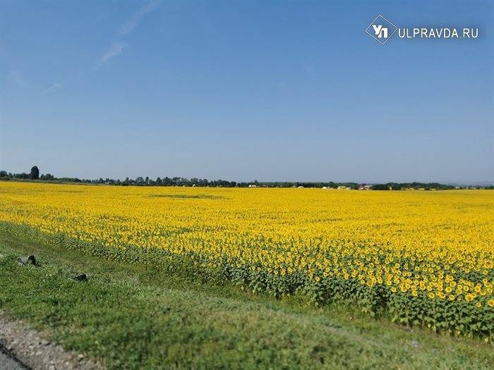 Южный ветер принесет в Ульяновскую область опасную жару