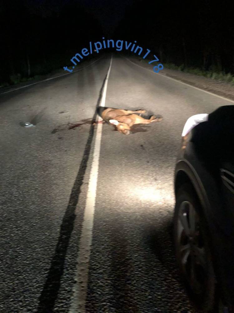 Легковушка сбила лося на съезде с Приозерского шоссе