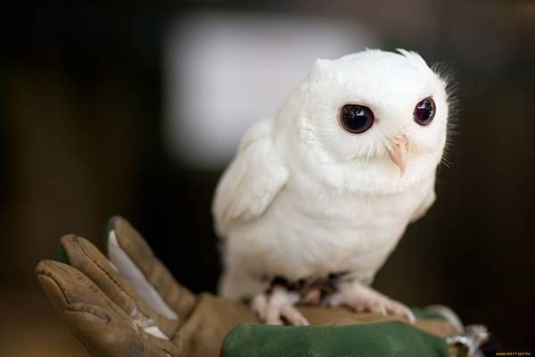 В Московском зоопарке белые совы принесли потомство