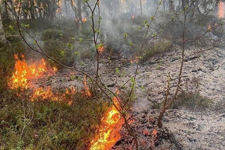 Специальными службами в России за неделю ликвидировано 443 лесных пожара