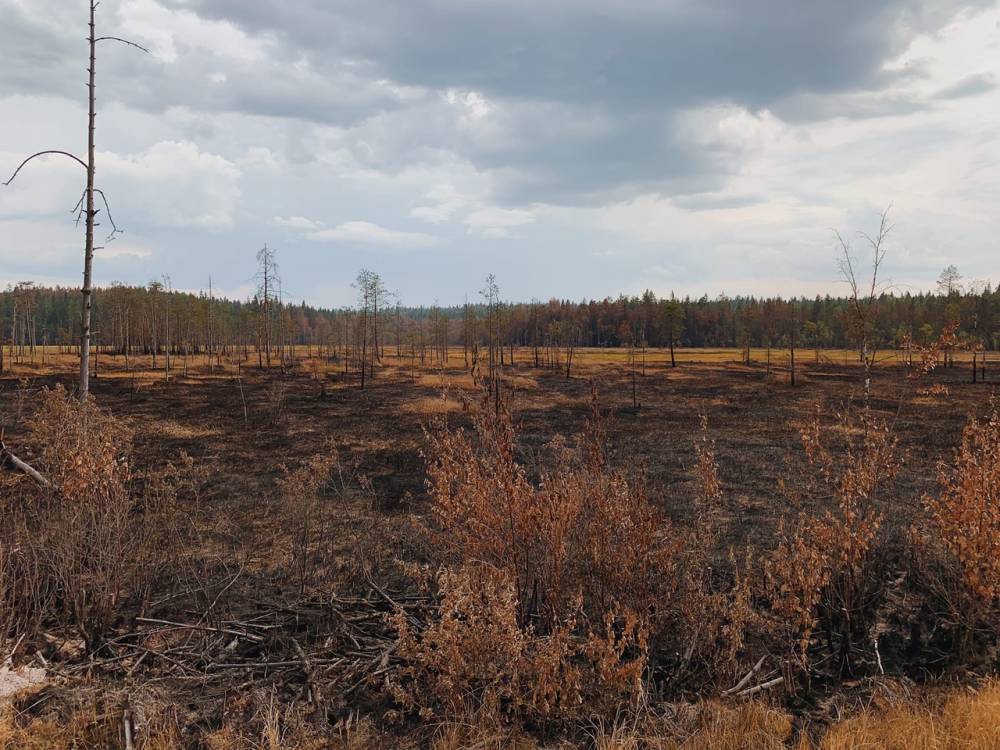 В Карелии действуют 5 лесных пожаров: сводка на 2 августа