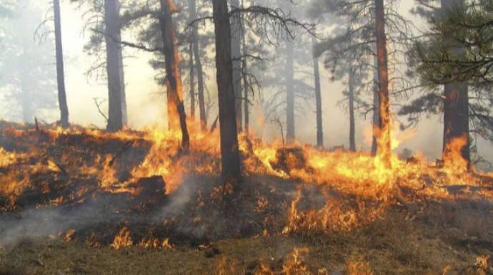В Ярдымлинском районе тушат лесной пожар