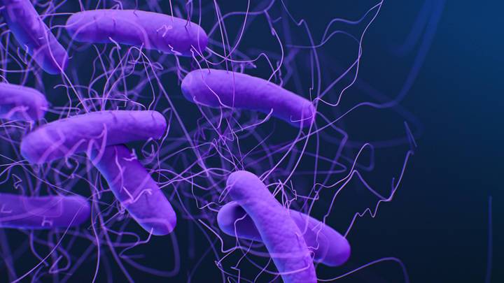 Секреты здорового старения найдены в кишечных бактериях долгожителей