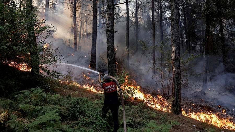 Власти Турции взяли под контроль 137 лесных пожаров