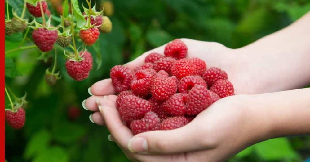 Как получить богатый урожай ягод ремонтантной малины, рассказал эксперт