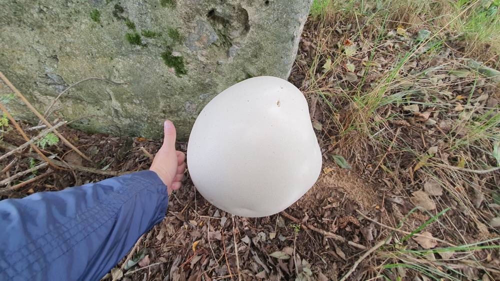 Петербуржец нашел гриб размером с голову