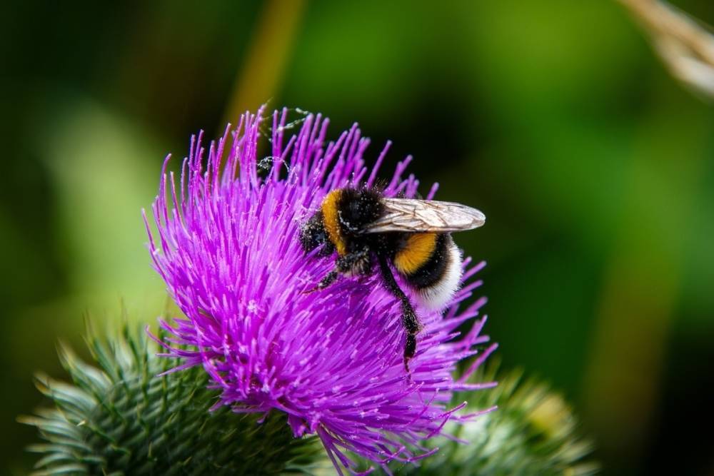 Климатические изменения называют причиной исчезновения пчел и шмелей