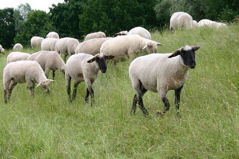 Житель Курганской области похитил 24 овцы