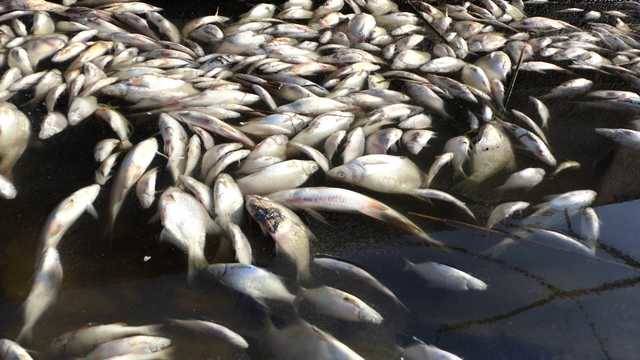 В Одесской области массово гибнет рыба