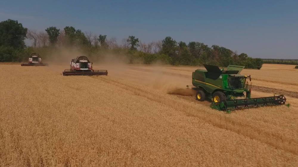 Воронежским аграриям удалось собрать самую ценную пшеницу первого сорта