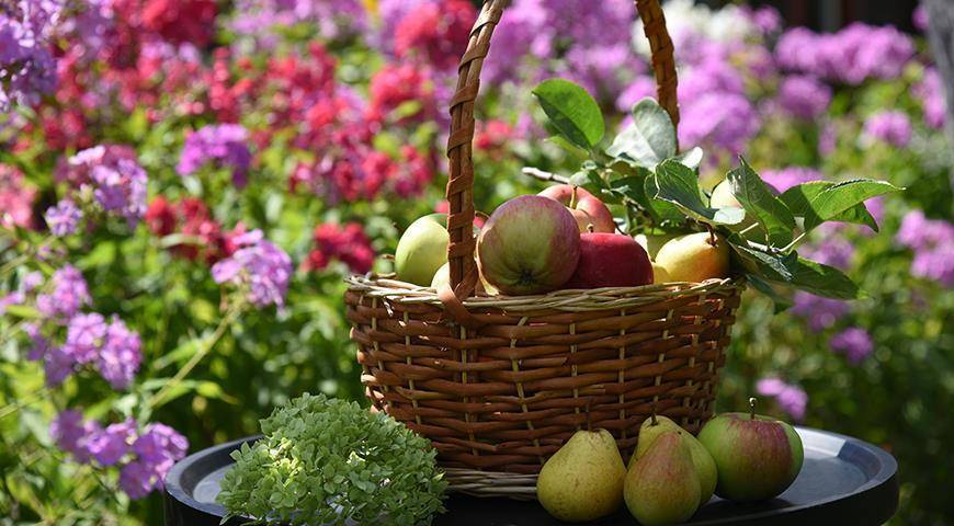 Урожай атакует: что можно сделать, чтобы сохранить все эти яблоки, кабачки и сливы до нового года