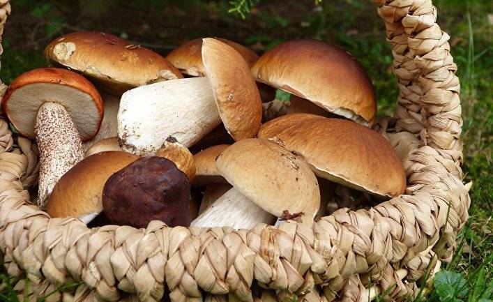 Нихон кэйдзай (Япония): грибы для профилактики рака?