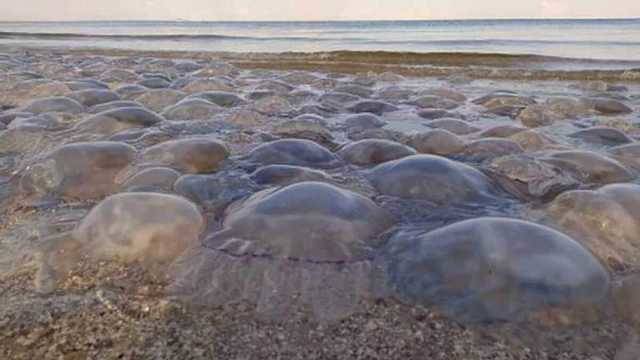 Вонь и печаль: в Кирилловке медузы продолжают портить отдых