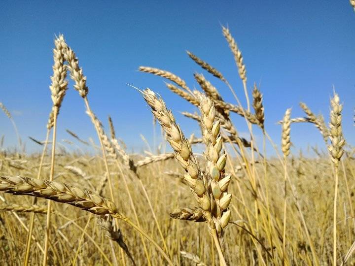 Башкирия потеряла половину урожая из-за засухи