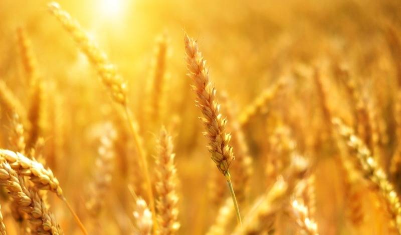 Из-за засухи в Башкирии ожидается урожай зерна вдвое меньше, чем в прошлом году