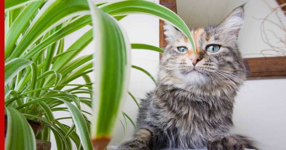 Безопасны для кошек, собак и детей: 8 нетоксичных комнатных растений