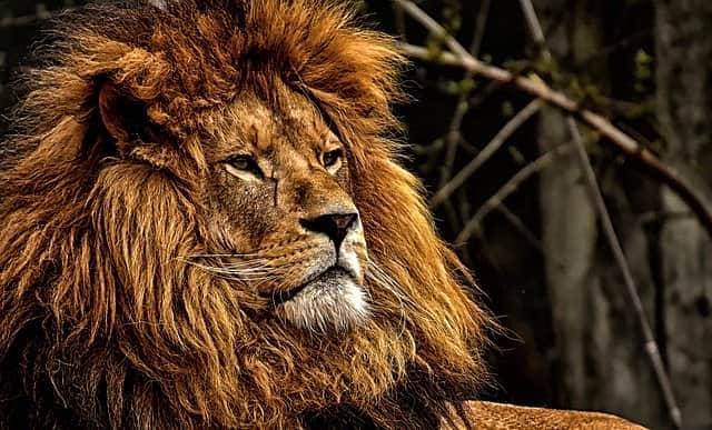 В заповеднике в ЮАР туристов сажают в клетки, вокруг которых свободно гуляют львы и мира