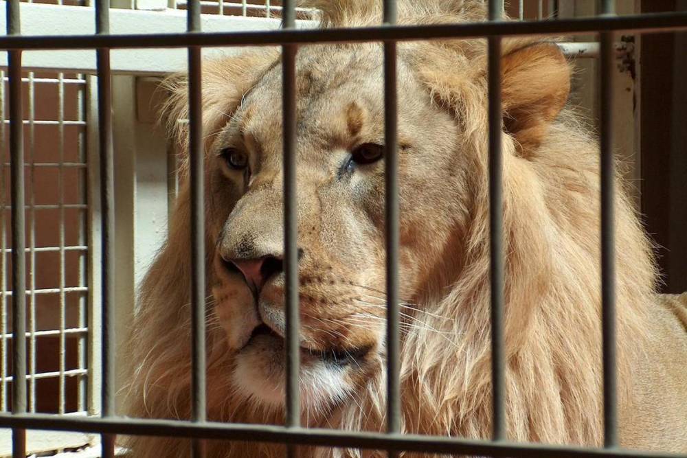В ивановском зоопарке вольеры для некоторых животных требуют реконструкции